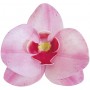 ORCHIDEA ROSA PZ 1