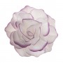 FIORE IN CIALDA CON BORDO VIOLA 12.5 CM